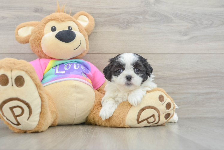 Playful Shitzu Designer Puppy