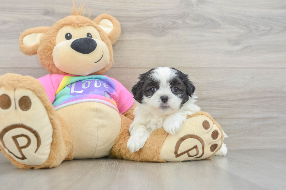 6 week old Teddy Bear Puppy For Sale - Simply Southern Pups