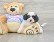 7 week old Teddy Bear Puppy For Sale - Simply Southern Pups