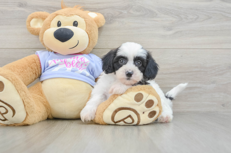 7 week old Teddy Bear Puppy For Sale - Simply Southern Pups