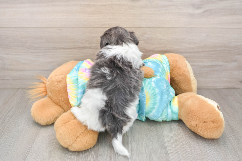 Adorable Shit Designer Puppy