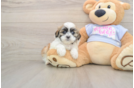 Teddy Bear Pup Being Cute