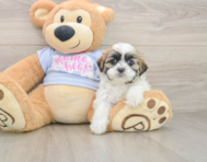 7 week old Teddy Bear Puppy For Sale - Simply Southern Pups