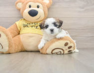 6 week old Teddy Bear Puppy For Sale - Simply Southern Pups