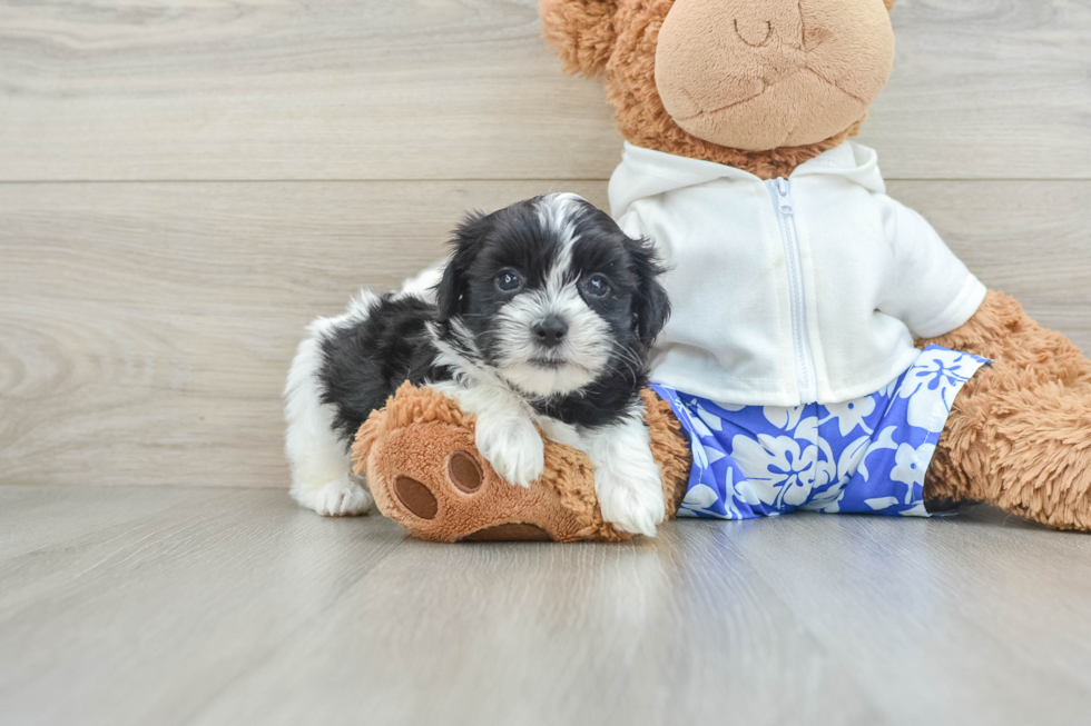 Teddy Bear Pup Being Cute