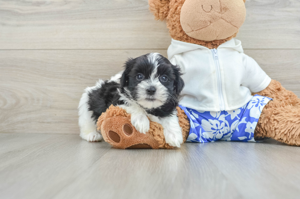 7 week old Teddy Bear Puppy For Sale - Simply Southern Pups