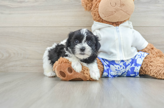 Teddy Bear Pup Being Cute