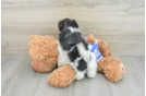 Popular Teddy Bear Designer Pup