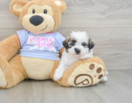 7 week old Teddy Bear Puppy For Sale - Simply Southern Pups
