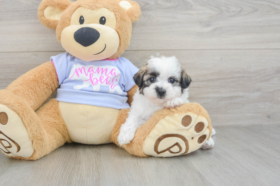 7 week old Teddy Bear Puppy For Sale - Simply Southern Pups
