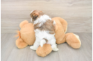 Fluffy Teddy Bear Designer Pup