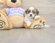 5 week old Teddy Bear Puppy For Sale - Simply Southern Pups