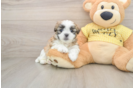 Playful Shit Designer Puppy