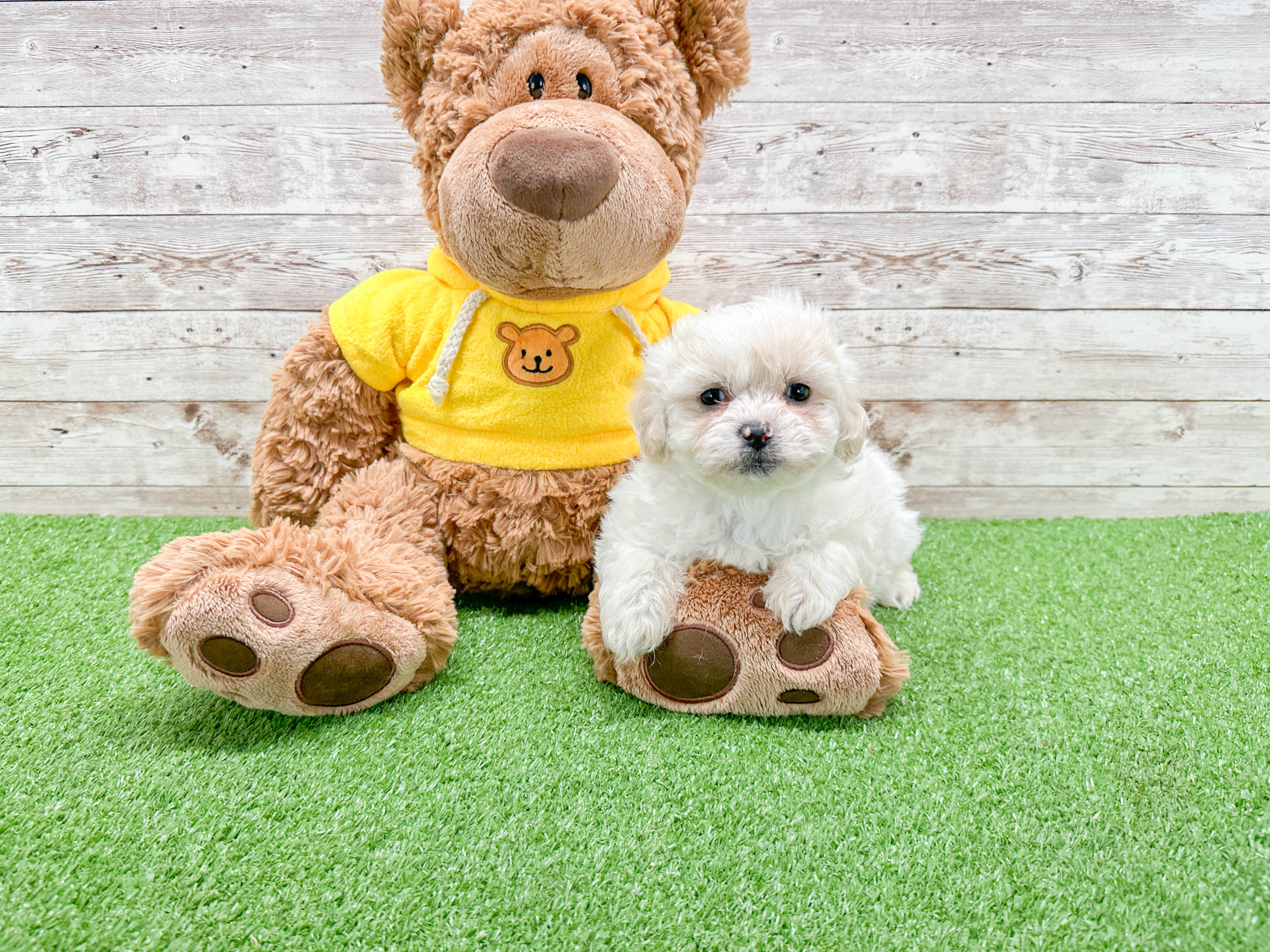 Puppy with teddy bear hotsell