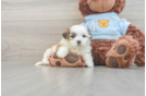 Adorable Shit Designer Puppy