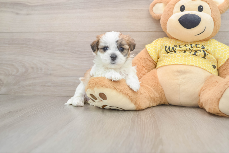 Adorable Shitzu Designer Puppy