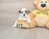 7 week old Teddy Bear Puppy For Sale - Simply Southern Pups