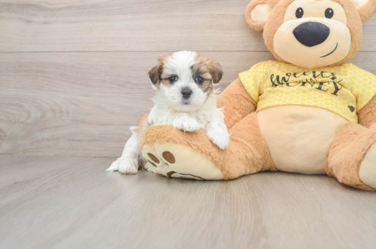 Adorable Shitzu Designer Puppy