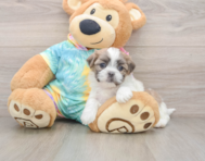 5 week old Teddy Bear Puppy For Sale - Simply Southern Pups