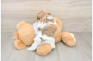 Teddy Bear Puppy for Adoption