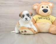 6 week old Teddy Bear Puppy For Sale - Simply Southern Pups