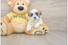 Little Shi Chon Designer Puppy