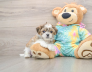 5 week old Teddy Bear Puppy For Sale - Simply Southern Pups