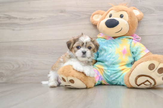 Best Teddy Bear Baby