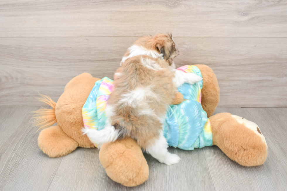 Teddy Bear Puppy for Adoption