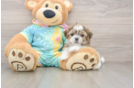 Best Teddy Bear Baby