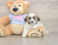 5 week old Teddy Bear Puppy For Sale - Simply Southern Pups