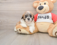 9 week old Teddy Bear Puppy For Sale - Simply Southern Pups