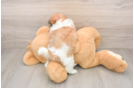 Popular Teddy Bear Designer Pup