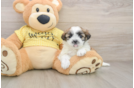 Cute Teddy Bear Baby