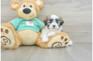 Popular Teddy Bear Designer Pup