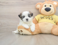 6 week old Teddy Bear Puppy For Sale - Simply Southern Pups