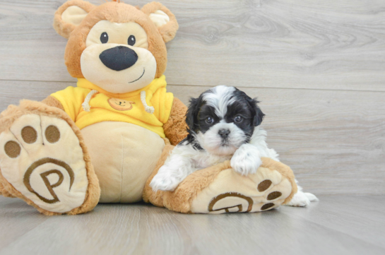 Funny Teddy Bear Designer Pup