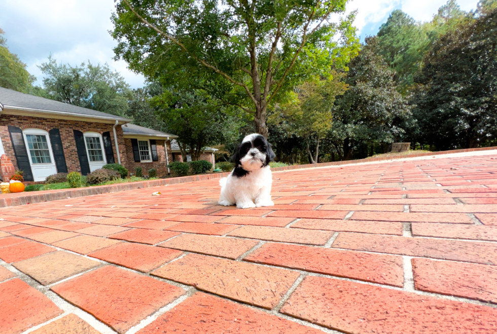 Cute Teddy Bear Designer Pup