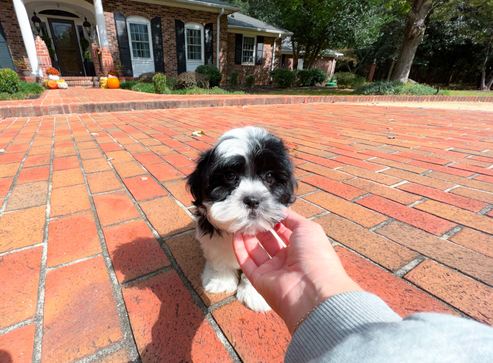 Teddy Bear Pup Being Cute