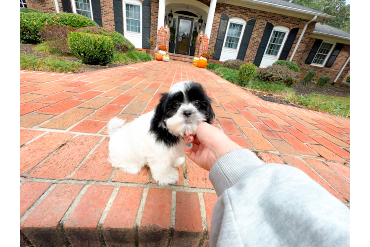 Teddy Bear Pup Being Cute