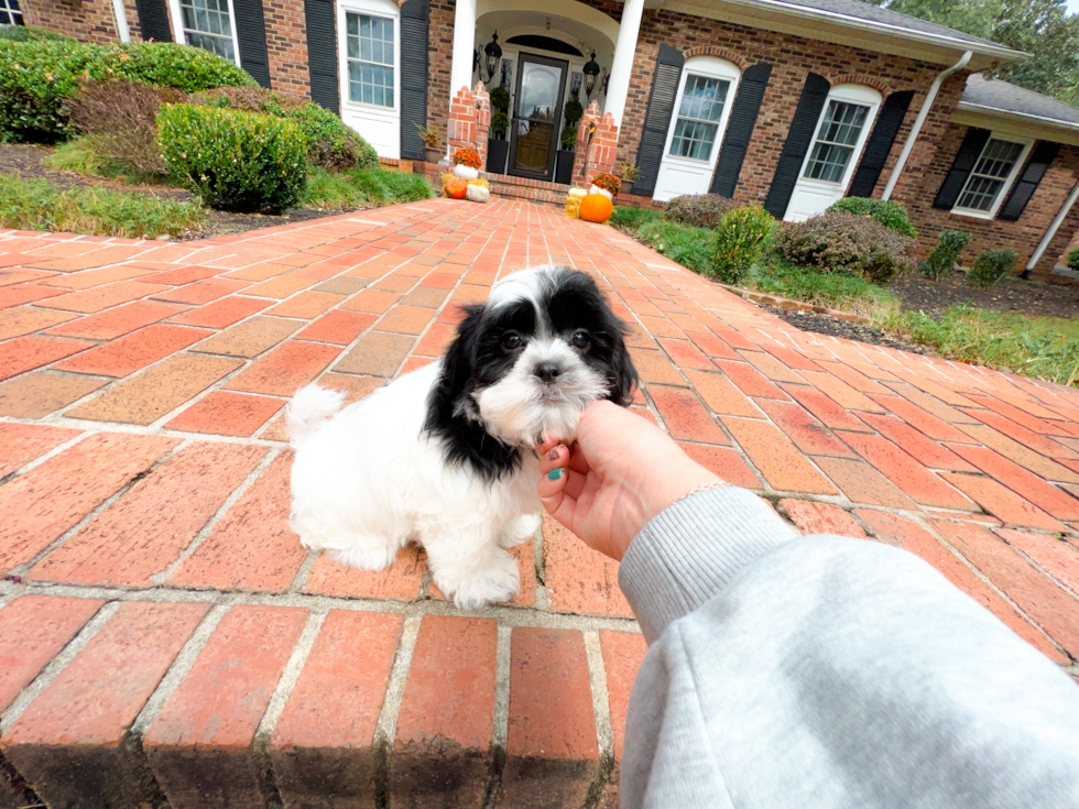 Teddy Bear Pup Being Cute