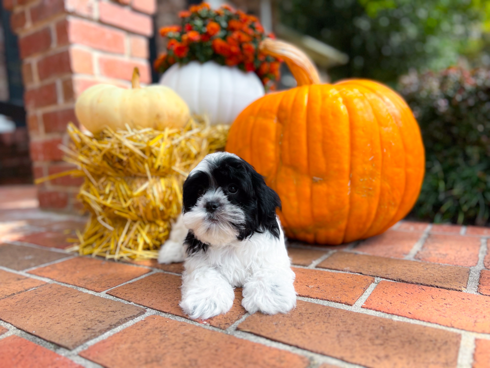 Cute Teddy Bear Designer Pup