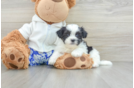 Teddy Bear Puppy for Adoption