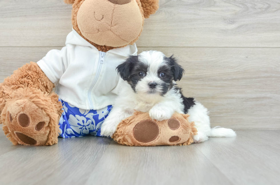 7 week old Teddy Bear Puppy For Sale - Simply Southern Pups