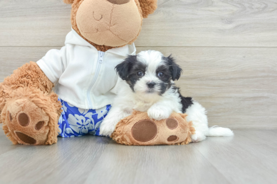 Teddy Bear Puppy for Adoption