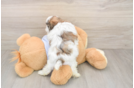 Fluffy Teddy Bear Designer Pup