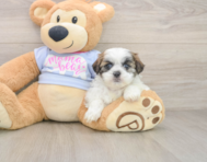 7 week old Teddy Bear Puppy For Sale - Simply Southern Pups