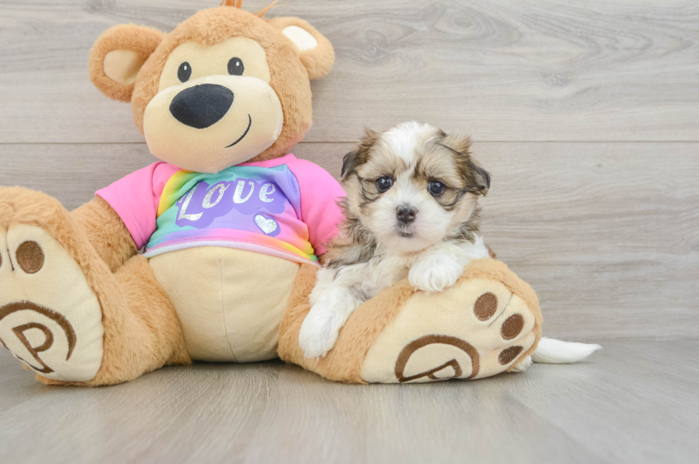 5 week old Teddy Bear Puppy For Sale - Simply Southern Pups
