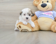 9 week old Teddy Bear Puppy For Sale - Simply Southern Pups