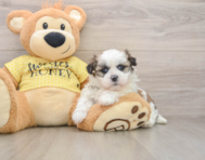 5 week old Teddy Bear Puppy For Sale - Simply Southern Pups
